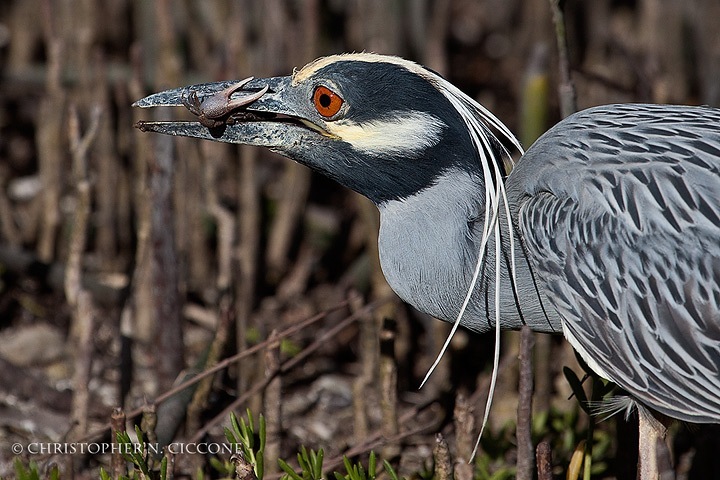 Yellow-crowned Night-Heron