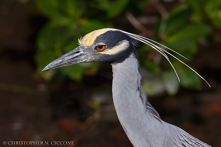 Yellow-crowned Night-Heron