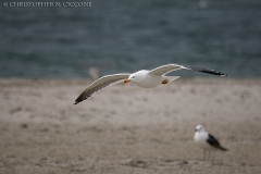 Yellow-legged Gull