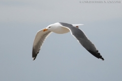 Yellow-legged Gull