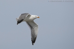 Yellow-legged Gull