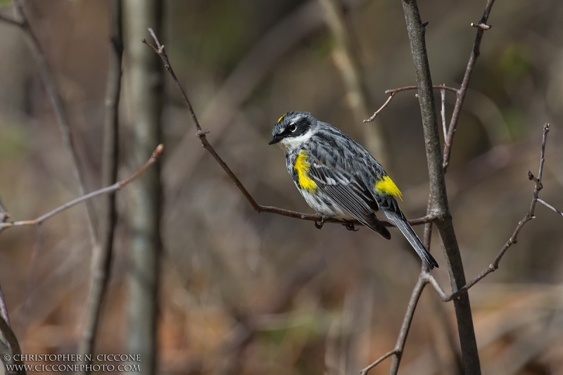 Yellow-rumped Warbler