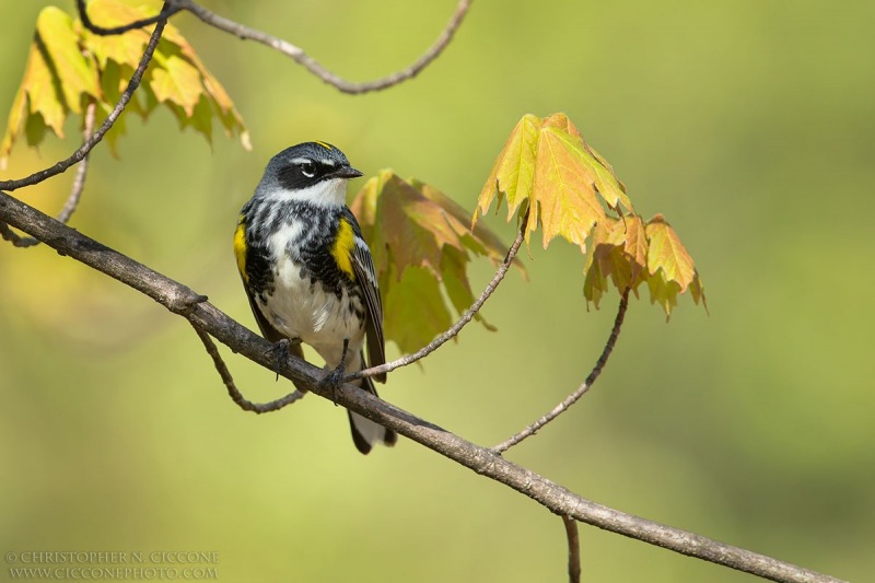 Yellow-rumped Warbler