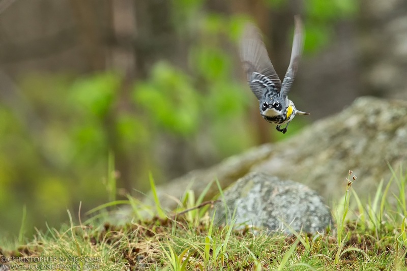 Yellow-rumped Warbler