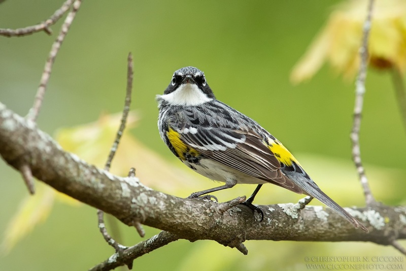 Yellow-rumped Warbler