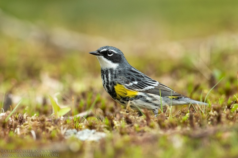 Yellow-rumped Warbler