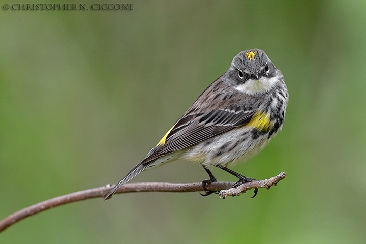 Yellow-rumped Warbler