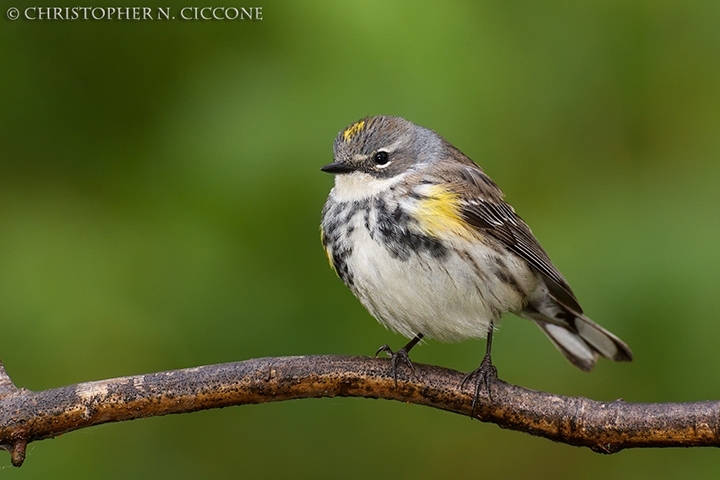 Yellow-rumped Warbler